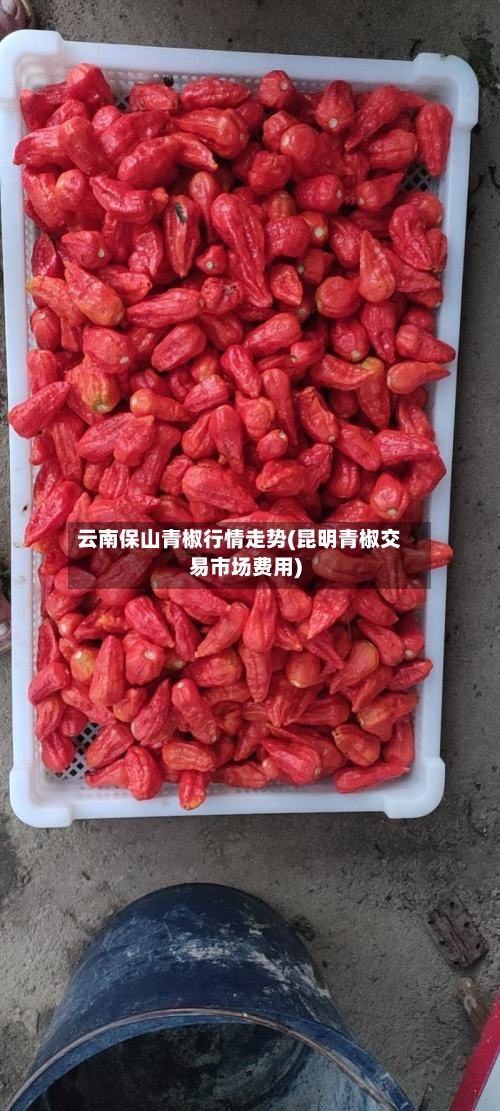 云南保山青椒行情走势(昆明青椒交易市场费用)-第3张图片