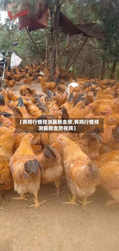 【养鸡行情预测最新走势,养鸡行情预测最新走势视频】