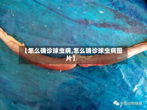 【怎么确诊球虫病,怎么确诊球虫病图片】-第2张图片