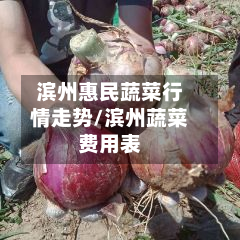 滨州惠民蔬菜行情走势/滨州蔬菜费用表
