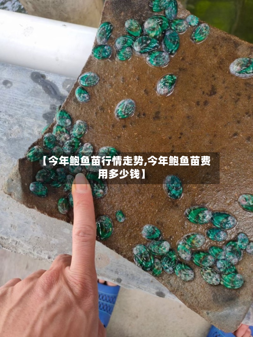 【今年鲍鱼苗行情走势,今年鲍鱼苗费用多少钱】