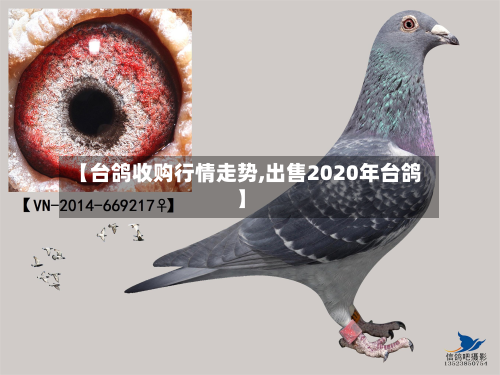 【台鸽收购行情走势,出售2020年台鸽】