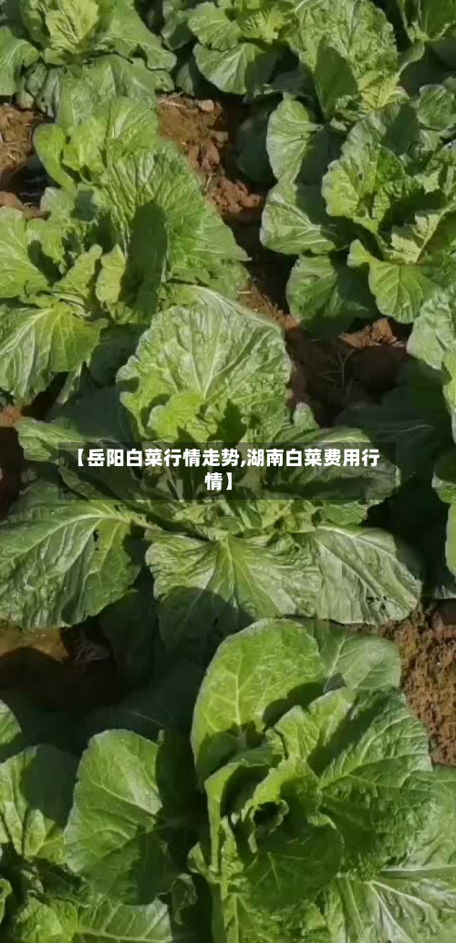【岳阳白菜行情走势,湖南白菜费用行情】-第2张图片