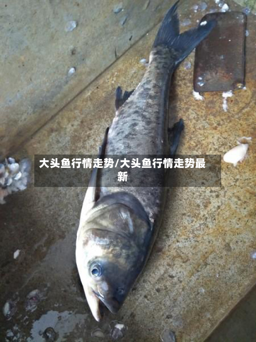大头鱼行情走势/大头鱼行情走势最新