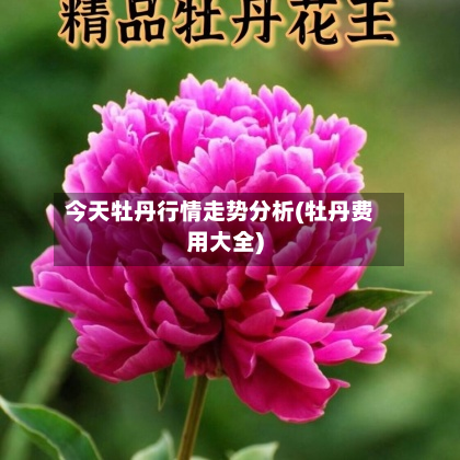 今天牡丹行情走势分析(牡丹费用大全)