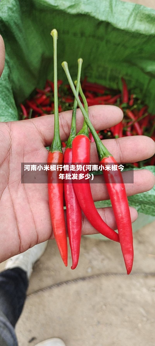 河南小米椒行情走势(河南小米椒今年批发多少)