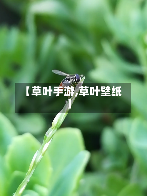 【草叶手游,草叶壁纸】