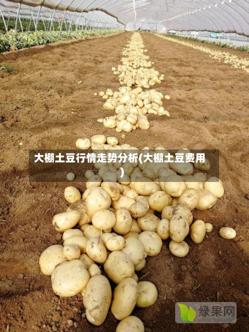 大棚土豆行情走势分析(大棚土豆费用)-第2张图片