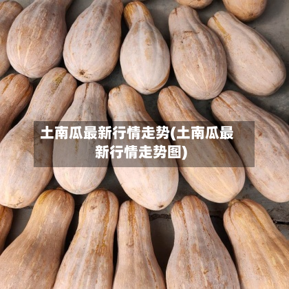 土南瓜最新行情走势(土南瓜最新行情走势图)-第3张图片