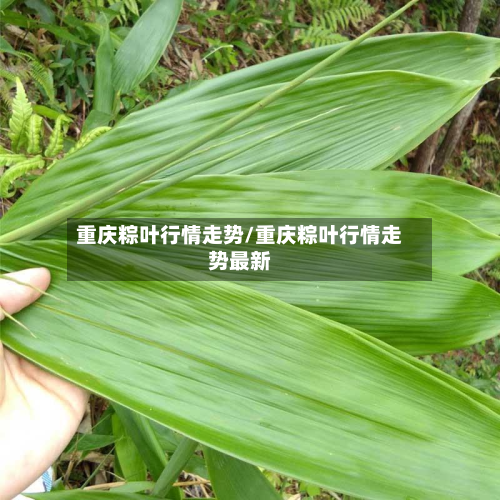 重庆粽叶行情走势/重庆粽叶行情走势最新-第3张图片