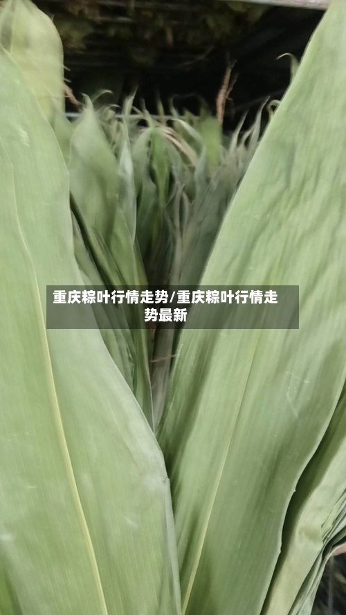 重庆粽叶行情走势/重庆粽叶行情走势最新-第2张图片
