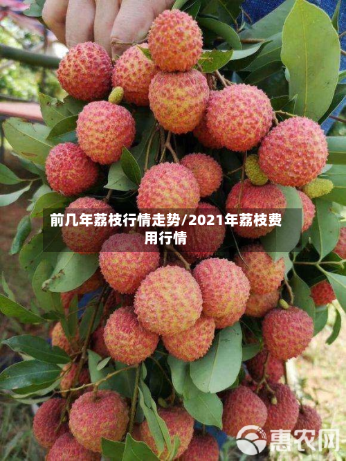 前几年荔枝行情走势/2021年荔枝费用行情-第2张图片