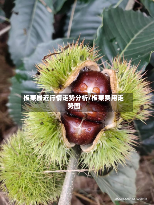 板栗最近行情走势分析/板栗费用走势图-第2张图片