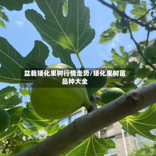 盆栽矮化果树行情走势/矮化果树苗品种大全