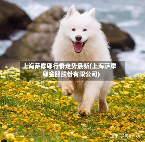 上海萨摩耶行情走势最新(上海萨摩耶金服股份有限公司)
