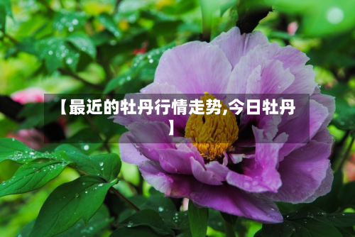 【最近的牡丹行情走势,今日牡丹】