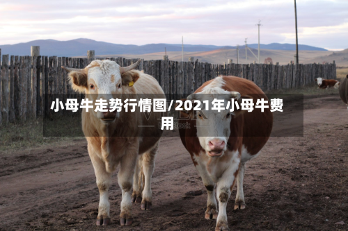 小母牛走势行情图/2021年小母牛费用