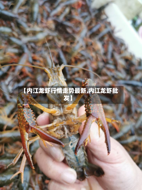 【内江龙虾行情走势最新,内江龙虾批发】
