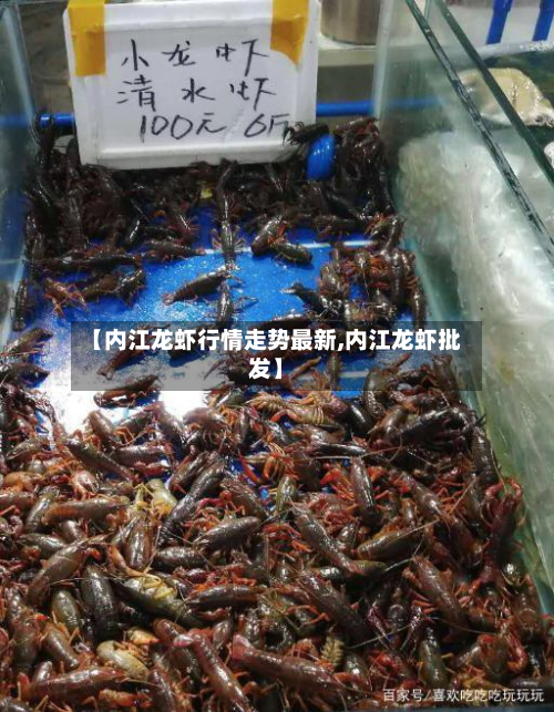 【内江龙虾行情走势最新,内江龙虾批发】-第3张图片