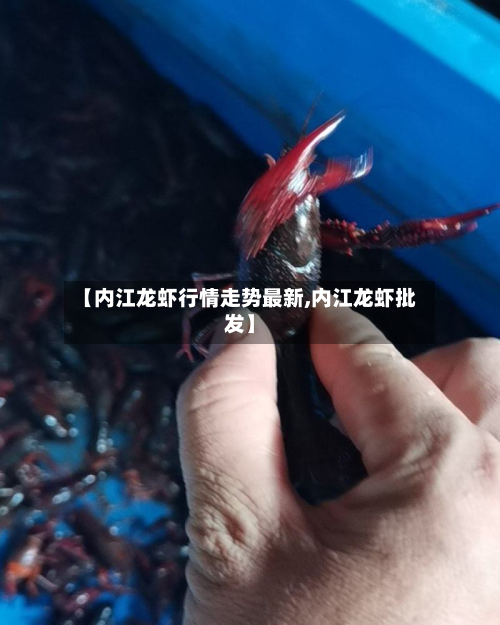 【内江龙虾行情走势最新,内江龙虾批发】-第2张图片