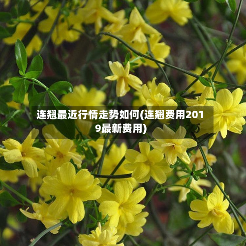 连翘最近行情走势如何(连翘费用2019最新费用)-第2张图片