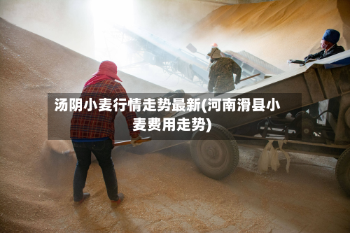 汤阴小麦行情走势最新(河南滑县小麦费用走势)