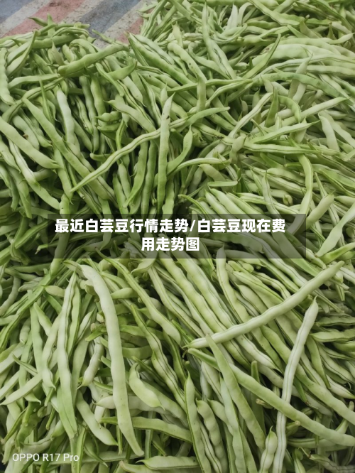最近白芸豆行情走势/白芸豆现在费用走势图