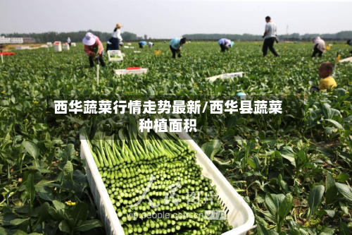 西华蔬菜行情走势最新/西华县蔬菜种植面积