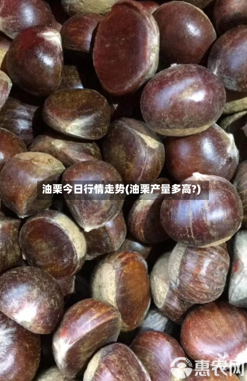 油栗今日行情走势(油栗产量多高?)