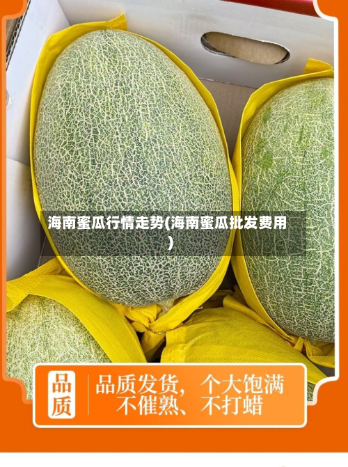 海南蜜瓜行情走势(海南蜜瓜批发费用)-第3张图片