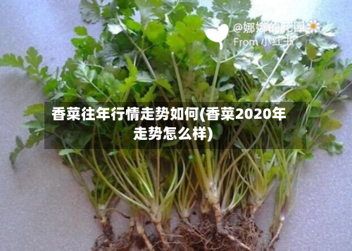 香菜往年行情走势如何(香菜2020年走势怎么样)-第2张图片