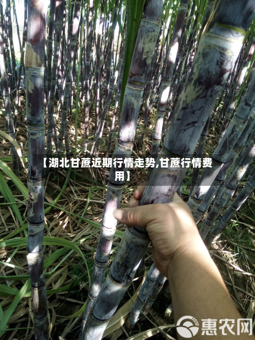 【湖北甘蔗近期行情走势,甘蔗行情费用】-第2张图片