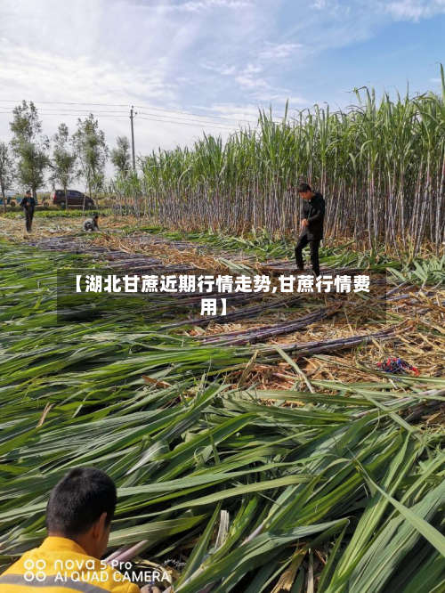 【湖北甘蔗近期行情走势,甘蔗行情费用】
