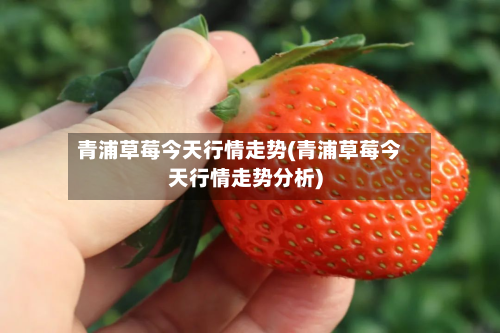 青浦草莓今天行情走势(青浦草莓今天行情走势分析)-第2张图片