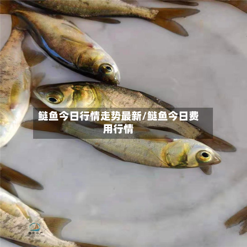 鲢鱼今日行情走势最新/鲢鱼今日费用行情-第2张图片