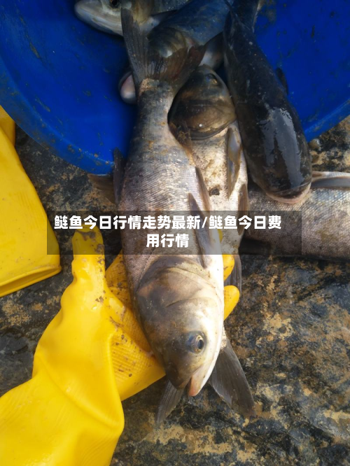 鲢鱼今日行情走势最新/鲢鱼今日费用行情
