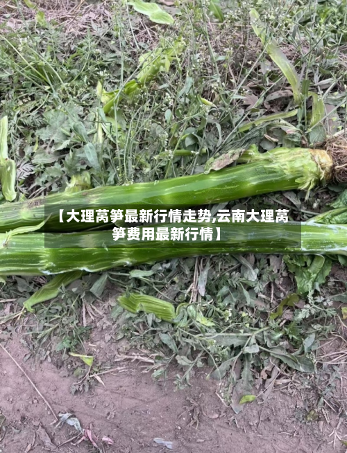 【大理莴笋最新行情走势,云南大理莴笋费用最新行情】-第2张图片