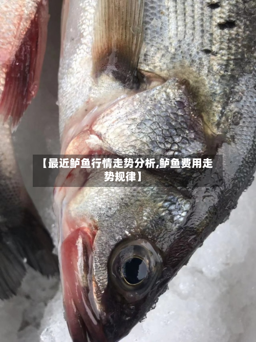 【最近鲈鱼行情走势分析,鲈鱼费用走势规律】