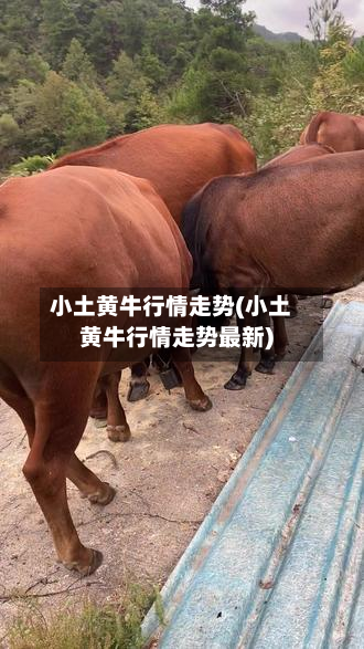 小土黄牛行情走势(小土黄牛行情走势最新)