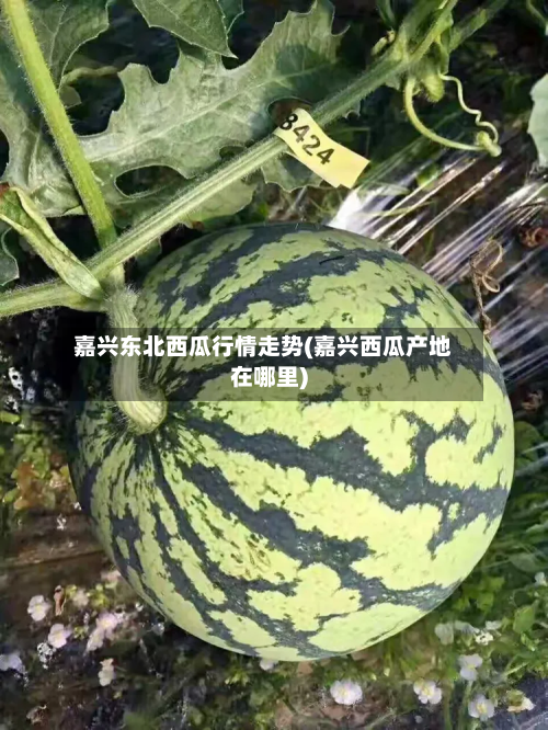 嘉兴东北西瓜行情走势(嘉兴西瓜产地在哪里)-第2张图片