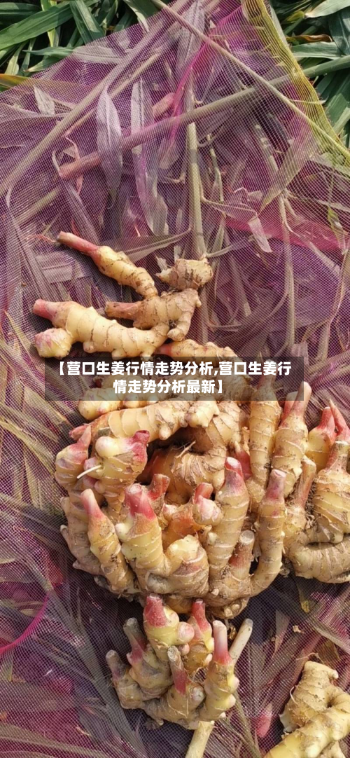 【营口生姜行情走势分析,营口生姜行情走势分析最新】