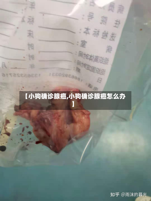 【小狗确诊腺癌,小狗确诊腺癌怎么办】-第2张图片
