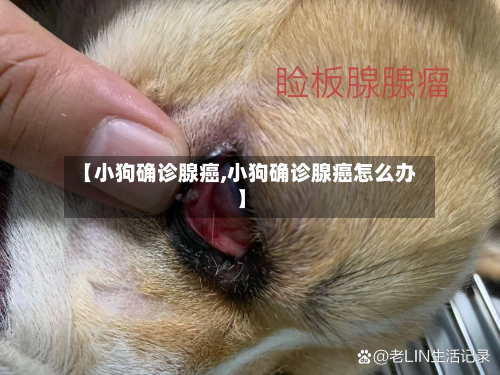 【小狗确诊腺癌,小狗确诊腺癌怎么办】