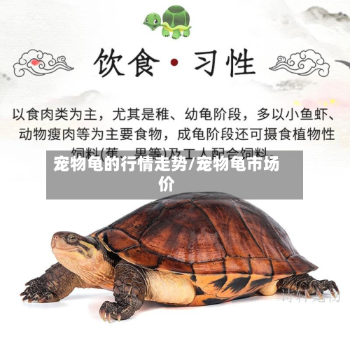 宠物龟的行情走势/宠物龟市场价-第2张图片