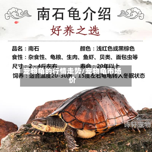 宠物龟的行情走势/宠物龟市场价-第3张图片