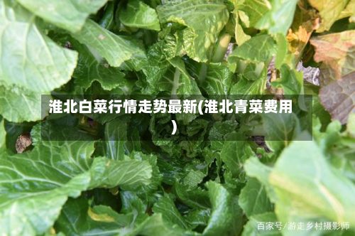 淮北白菜行情走势最新(淮北青菜费用)