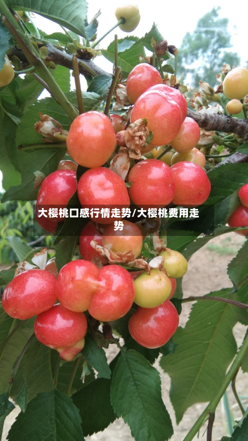 大樱桃口感行情走势/大樱桃费用走势