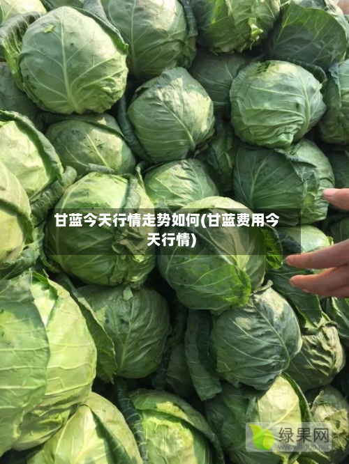 甘蓝今天行情走势如何(甘蓝费用今天行情)-第2张图片