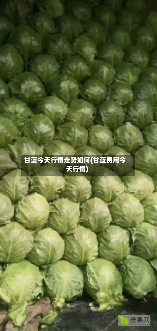 甘蓝今天行情走势如何(甘蓝费用今天行情)