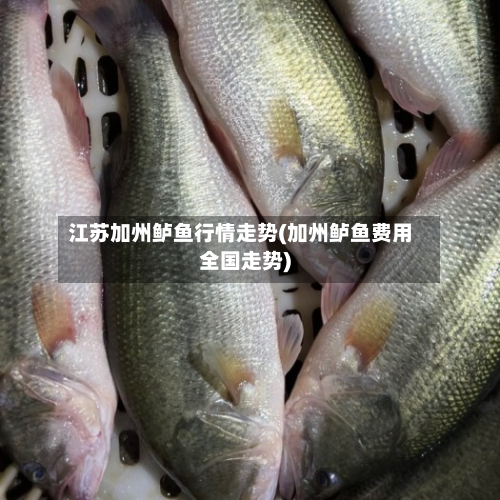 江苏加州鲈鱼行情走势(加州鲈鱼费用全国走势)